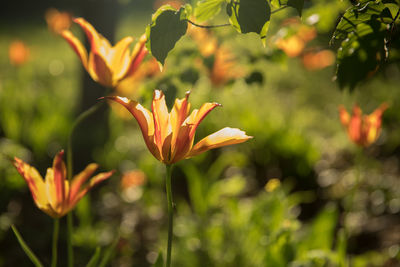 Close-up of day lily blooming outdoors