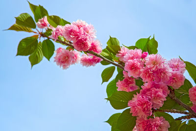 Low angle view of pink cherry blossoms against sky