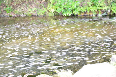 Lotus leaves floating on lake
