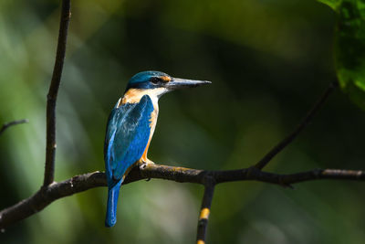 Close-up of bird perching on branch