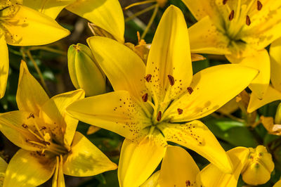 Close-up of yellow lily blooming outdoors