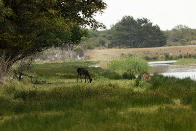 Horses in a field