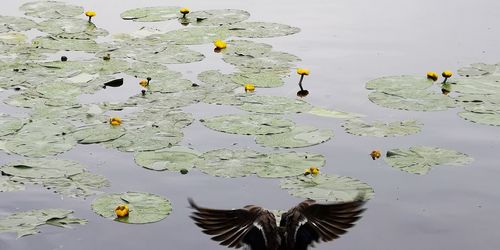 High angle view of lotus water lily in lake