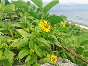 Close-up of yellow flowers blooming outdoors