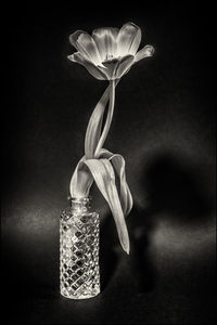 Close-up of flower against black background