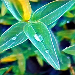 Close-up of water drops on leaf