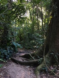 Trees in forest