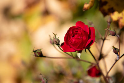 Close-up of red rose on plant