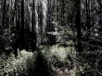 Trees in forest