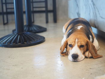 Close-up portrait of dog relaxing on floor at home