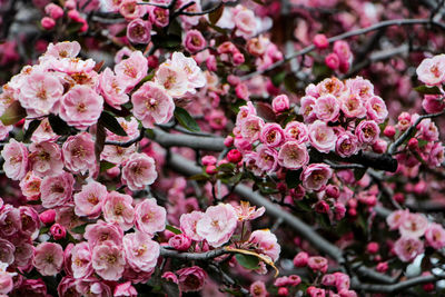 Close-up of pink flowers