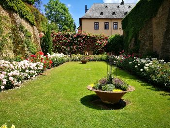 Flower plants growing in garden