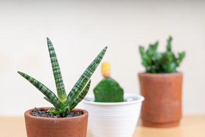 Close-up of potted plant