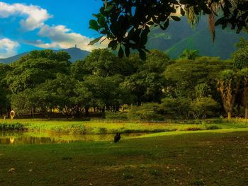 Trees on field against sky