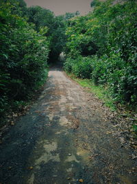 Road amidst trees against sky