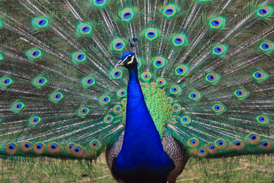 peacock