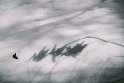 High angle view of jellyfish swimming in water