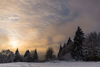 Trees on snow field against sky during sunset