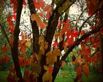Low angle view of trees