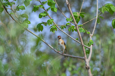 Low angle view of bird perching on branch