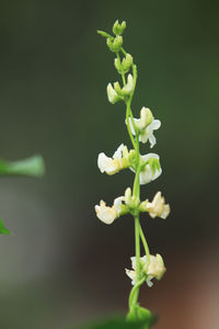 Close-up of white flowering plant