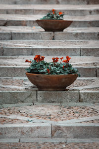 Close-up of flower pot against wall