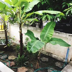 Close-up of potted plants in yard