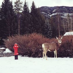 Deer standing by fire hydrant and plants on snow