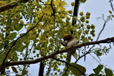 Low angle view of bird perching on tree