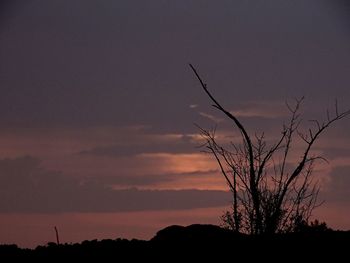 Silhouette bare tree against sky at sunset