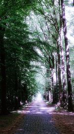 Road amidst trees in forest