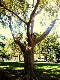 Trees on grassy field