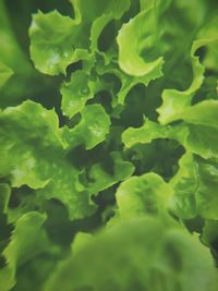 Full frame shot of green leaves