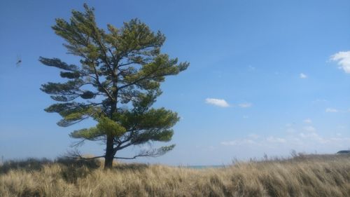 Tree on field against sky