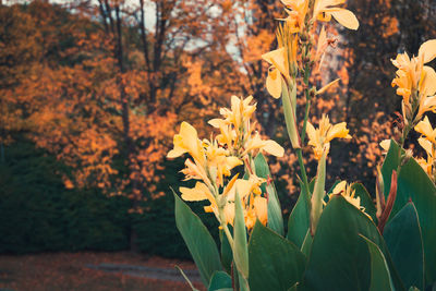 Close-up of yellow flowers blooming on field