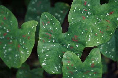 Close-up of wet leaves on rainy day