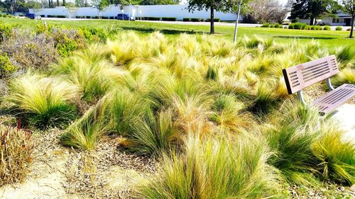 Plants growing on field