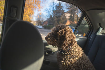 Dog being driven in vehicle back seat