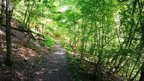 Footpath passing through forest