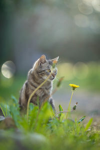 Close-up of a cat on a field