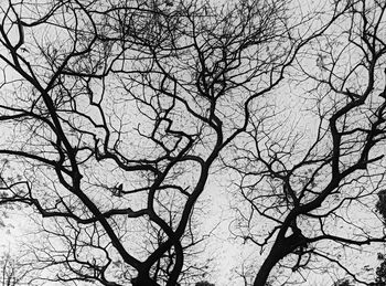 Low angle view of silhouette bare tree against sky