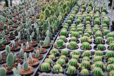 Growing succulent cactus plant in pot. cactus plantation in farm