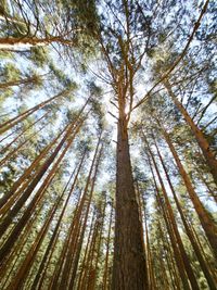 Low angle view of bamboo trees