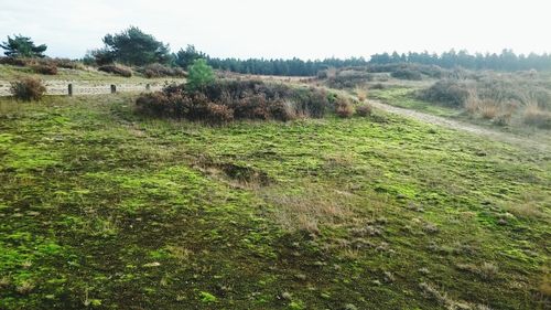 Scenic view of grassy field against sky