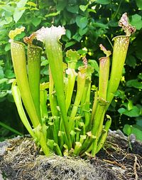 Close-up of succulent plant on field