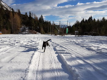 Dog on snow covered field against sky