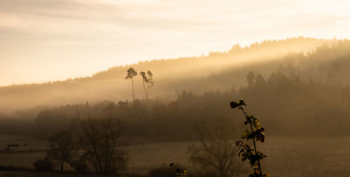 Plants and trees against sky during sunset