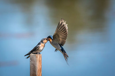 Low angle view of bird flying over wooden post