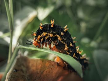 Close-up of butterfly pollinating flower