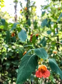 Close-up of flower blooming on tree